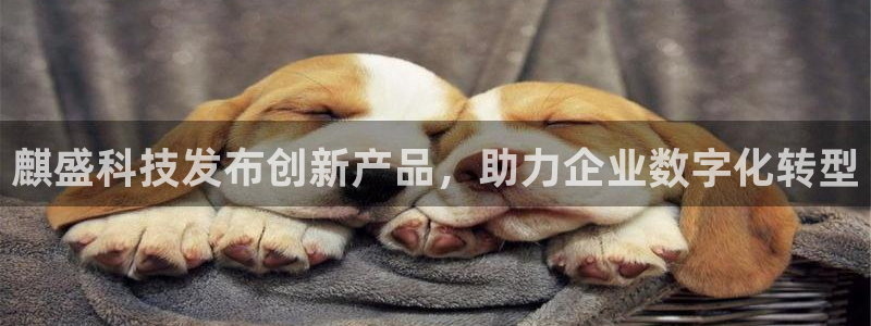 麒盛科技发布创新产品，助力企业数字化转型